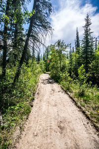 Road amidst trees against sky