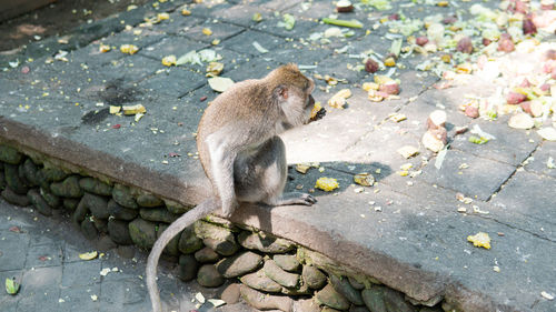 High angle view of pig eating fruit