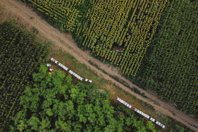 Apiary with beekeeper working on behives near rural road in the middle of fields of sunflowers