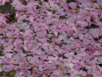 Full frame shot of pink flowers