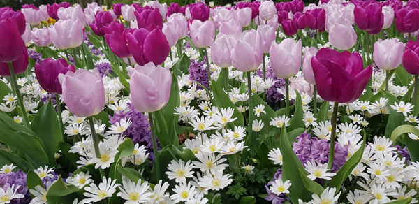 Close-up of pink flowering plants