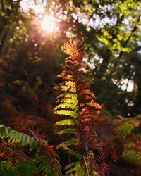 Low angle view of tree