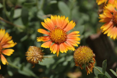 Close-up of orange flowering plant