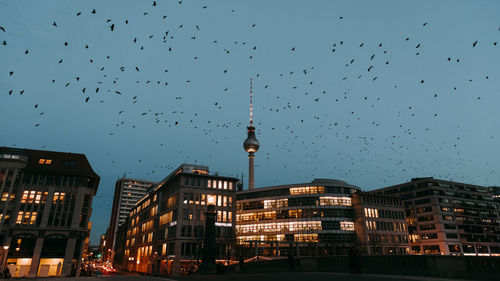 Birds flying over buildings and tv tower in city