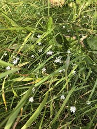 High angle view of raindrops on plants