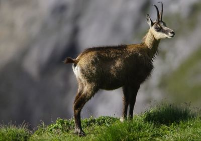 Side view of deer standing on field