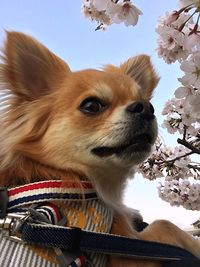 Close-up of dog against sky