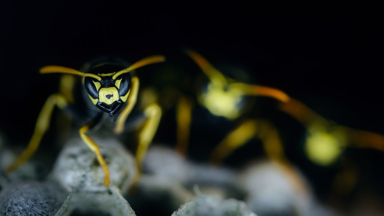 close-up, insect, animal, animal wildlife, invertebrate, animals in the wild, no people, animal themes, selective focus, nature, one animal, plant, flower, focus on foreground, animal body part, flowering plant, outdoors, leaf, beauty in nature, plant part