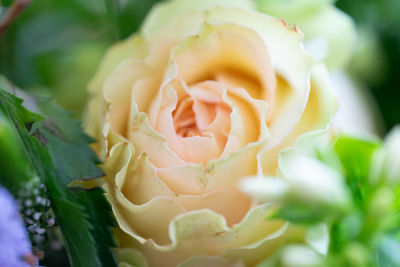 Close-up of rose bouquet