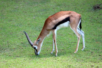 Side view of deer grazing on field