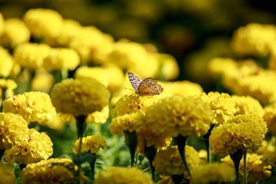 Close-up of butterfly pollinating on yellow flower