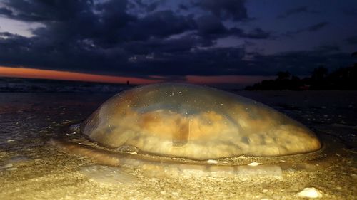 Close-up of turtle on beach against sunset sky