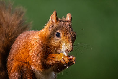 Close-up of squirrel