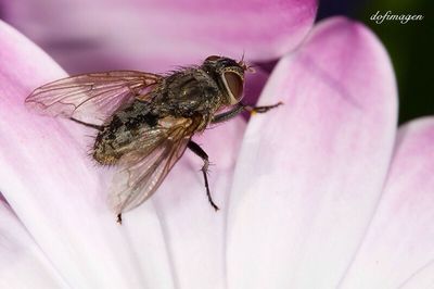 Close-up of bee pollinating on pink flower