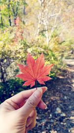 Midsection of person holding maple leaves during autumn