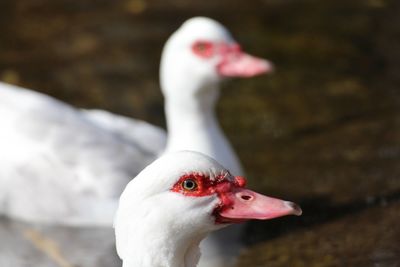 Close-up of ducks