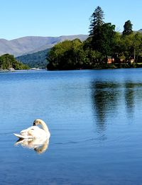 View of ducks in lake