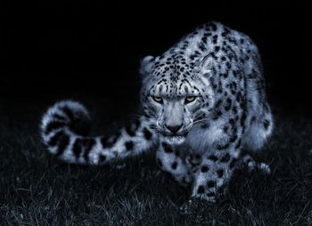 Portrait of leopard sitting on grass at night