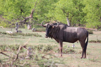 Portrait of bison