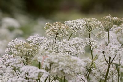 Close-up of white flowering plant