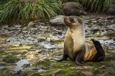 Seal on rocks