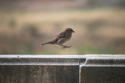 Jumping sparrow