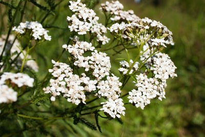 Close-up of white flowering plant