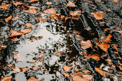 Full frame shot of dry autumn leaves on land