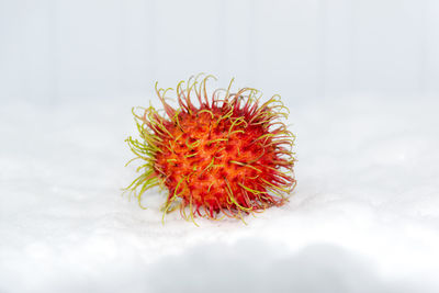 Close-up of orange fruit against white background