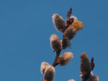 Low angle view of flowering plant against blue sky