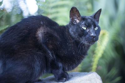 Close-up of black cat