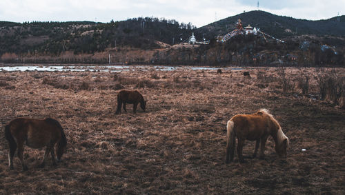 Horses grazing in a field