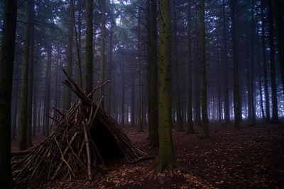 Scenic view of forest