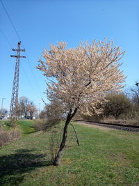 Cherry blossoms on field against clear sky