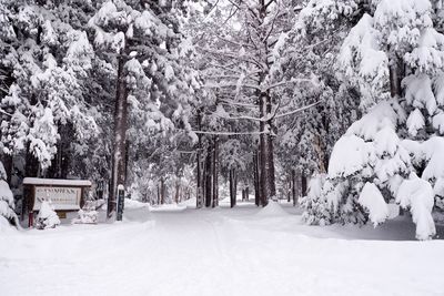 Trees on snow covered landscape