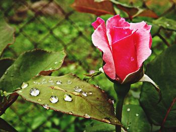 Close-up of pink rose