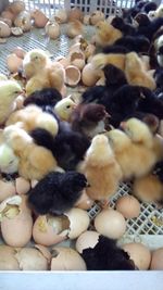 High angle view of birds in container
