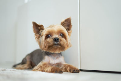Portrait of dog lying on floor at home