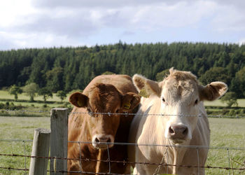 Cows standing by fence on field