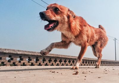 Dog running on road against sky