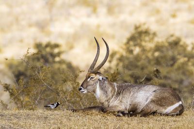 Waterbuck sitting by bird on land