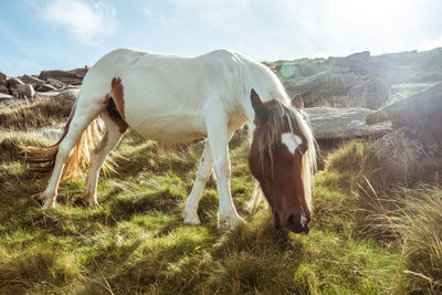 Horse grazing on field