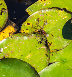 Close-up of insect on leaves