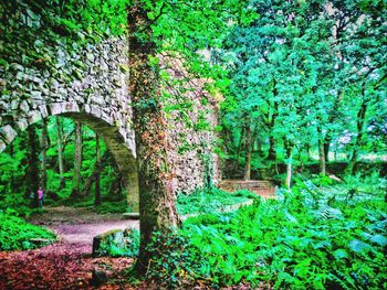 Trees growing in forest