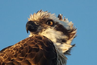 Low angle view of eagle against clear blue sky