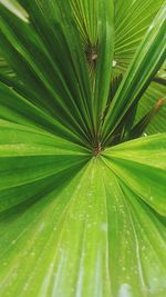 Full frame shot of palm leaves