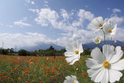 Close-up of white daisy flowers on field