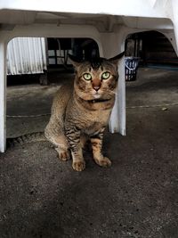 Portrait of cat sitting on car in city