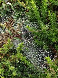 High angle view of wet plant in forest