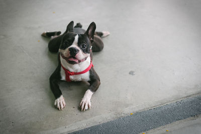 High angle view of dog